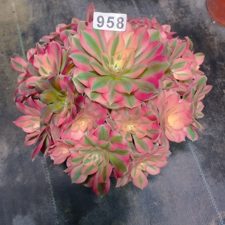 958老庄多肉法师粉女巫