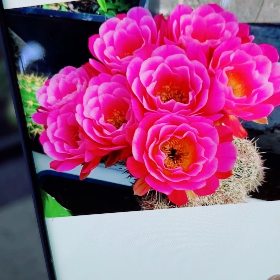 下75丽花赛牡丹歪无根侧芽3公分左右20包邮