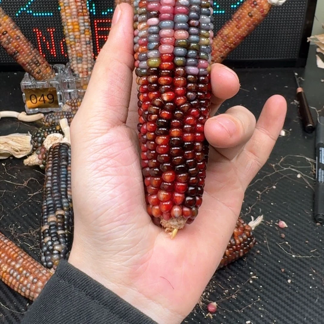 柏香籽/百香籽吊坠M**y