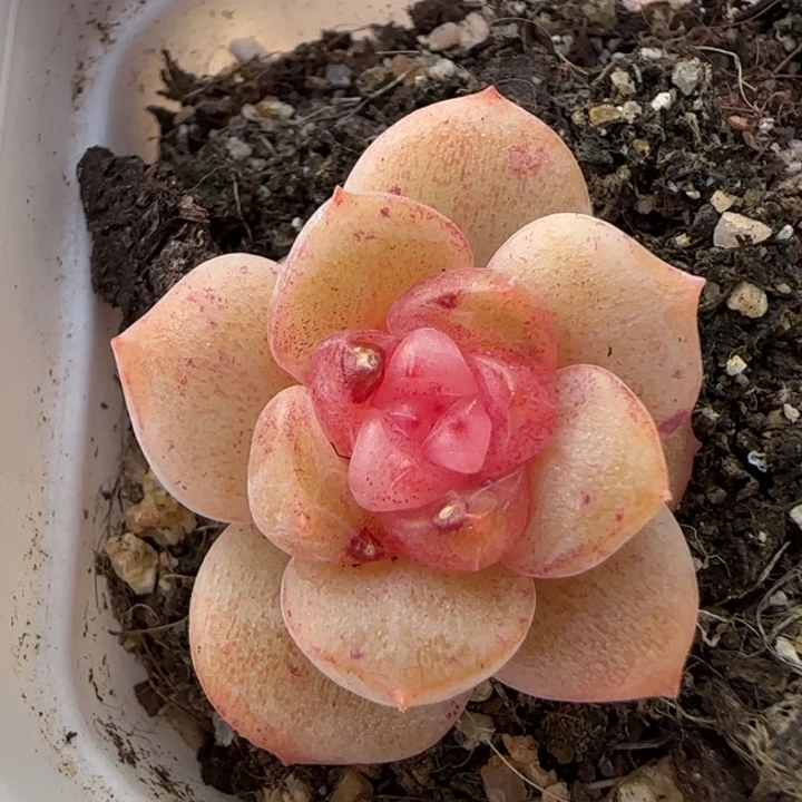 59号绝绝子多肉一颗