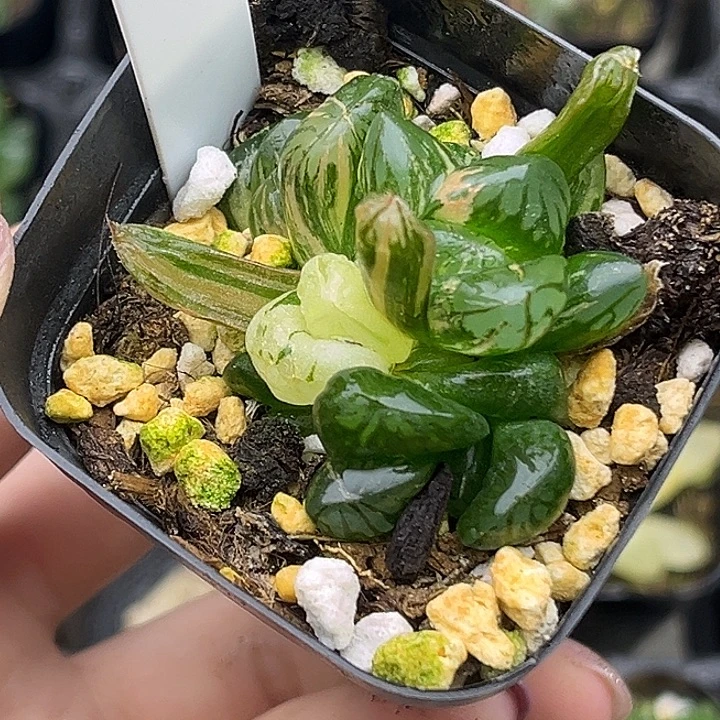 82红太阳玉露锦头家多肉十二卷