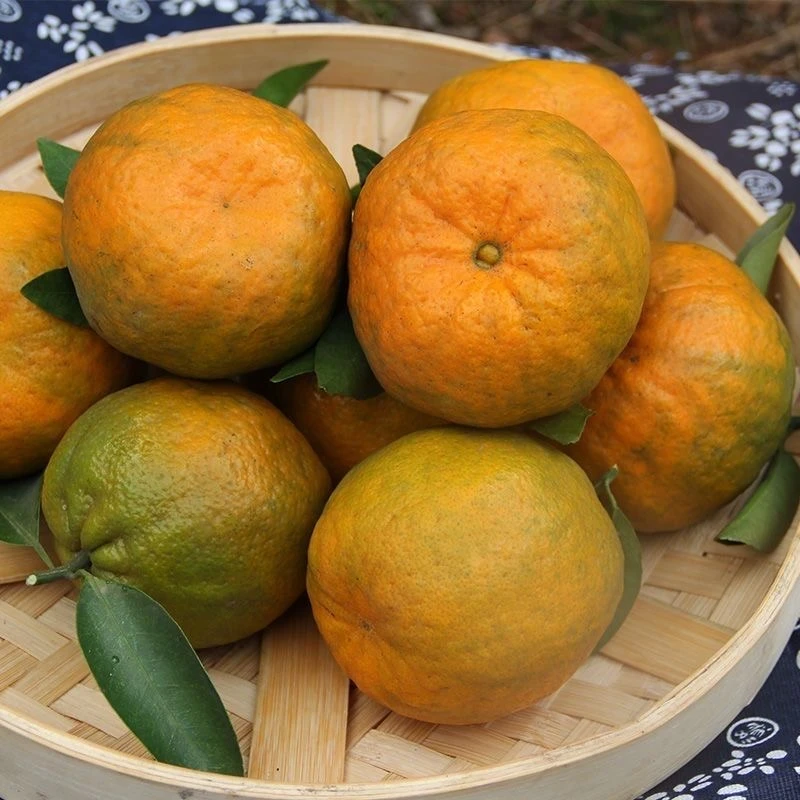 一村一品东旺坪村-生鲜类新鲜椪柑