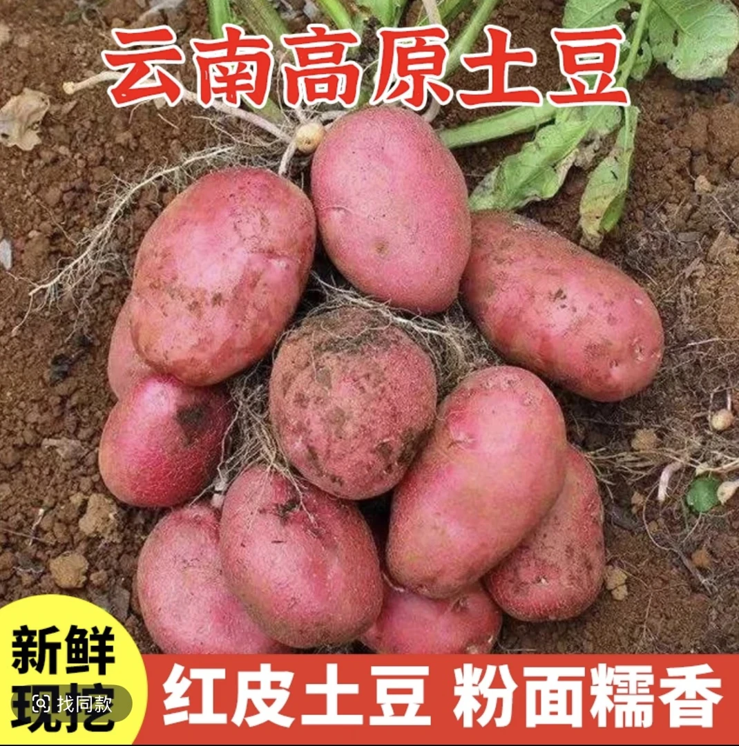 新鲜云南红皮黄心土豆高原种植自然生长粉糯香甜