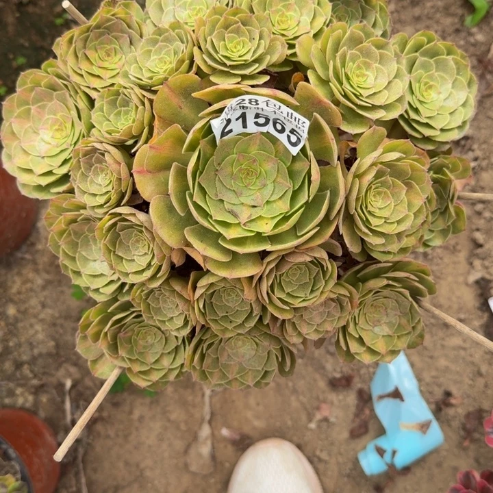 21565抹茶多肉植物