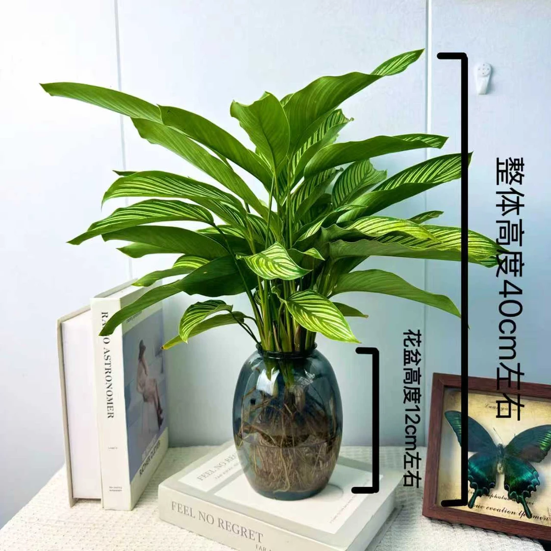 青纹竹芋水土培盆栽室内四季常青好养适合客厅办公室摆放
