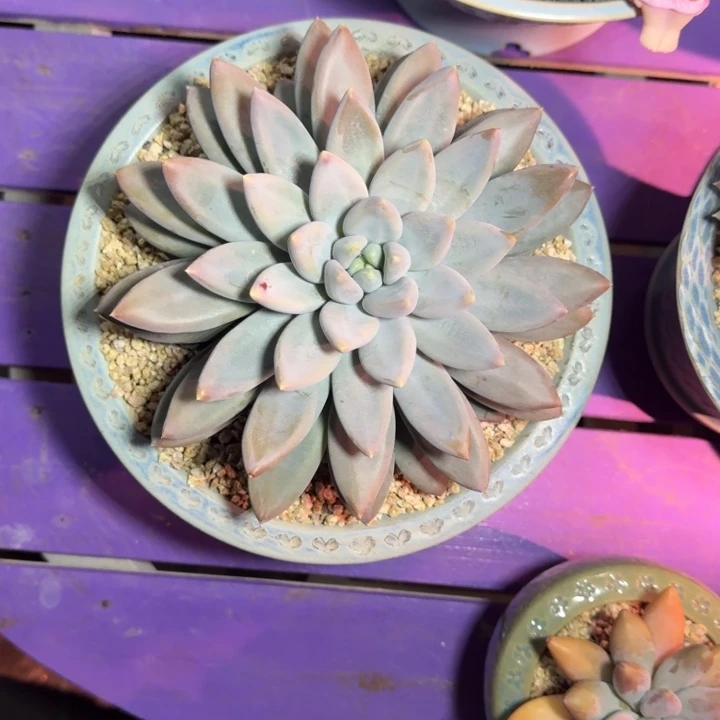 焦糖体 哥特 23cm 一物一拍