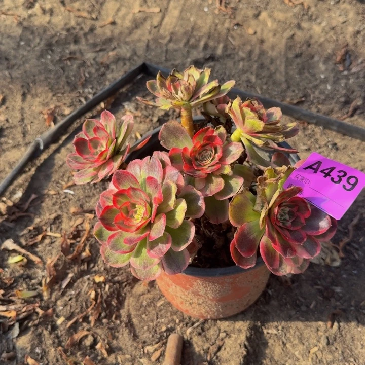 法师不包损439多肉微瑕疵