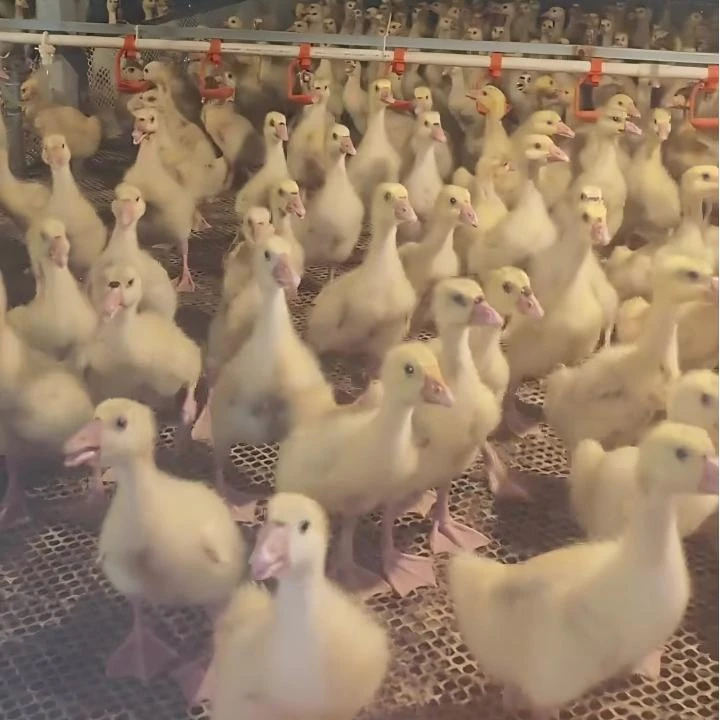 宠物鸭/娥/脱温/一斤左右/到手3只