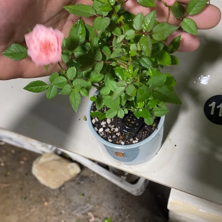 ****哥完全开放退款拉黑一物一拍47
