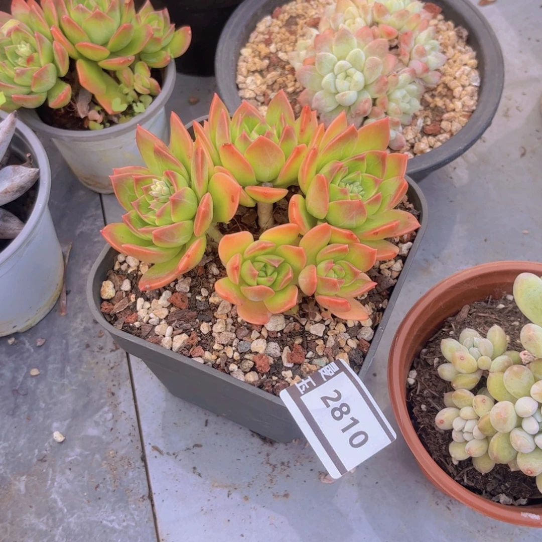 翠鸟多肉植物2810