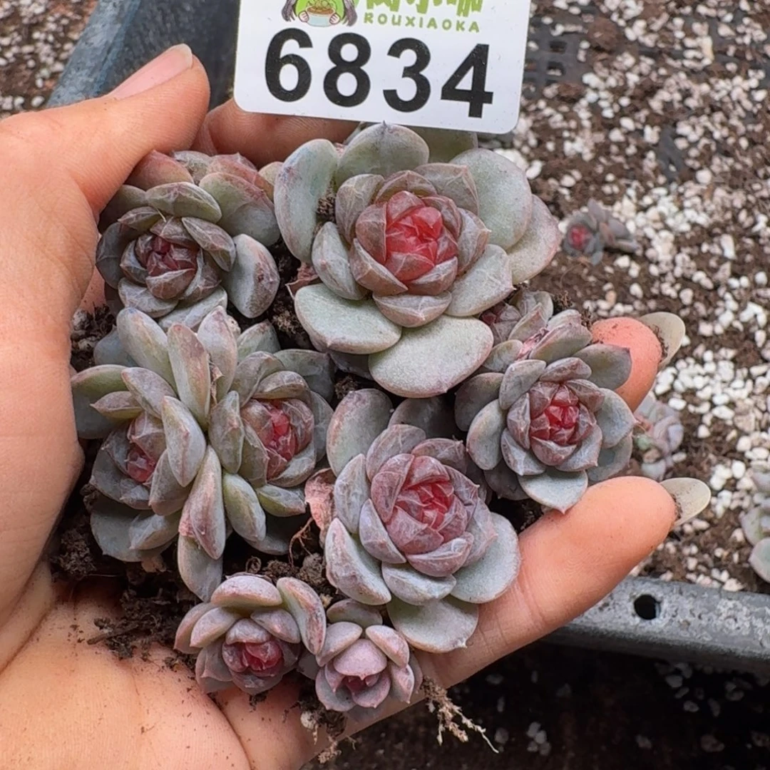 多肉植物多肉植物