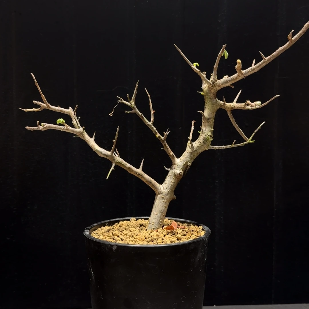 巴基斯坦绒叶实生