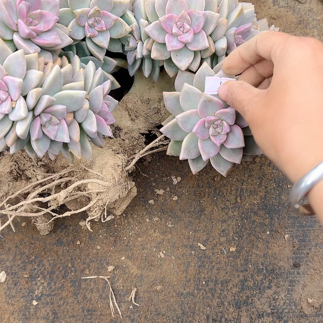 任***宇1号淡雪缀化一物一拍