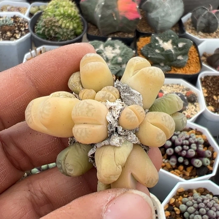 生石花锦群非常非常好看