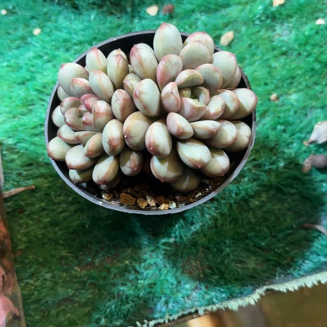 葡萄一物一拍精控老货