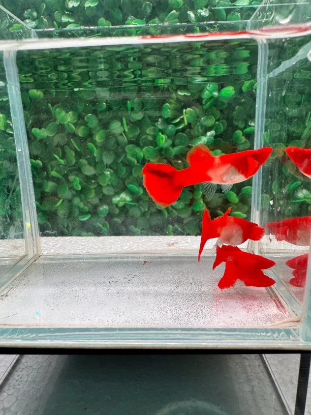 双份水孔雀鱼（入缸不赔，拍完整视频报损，无视频无售后）