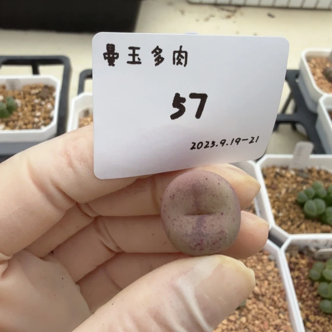 美***河多肉多肉多肉9.19-057吕杂