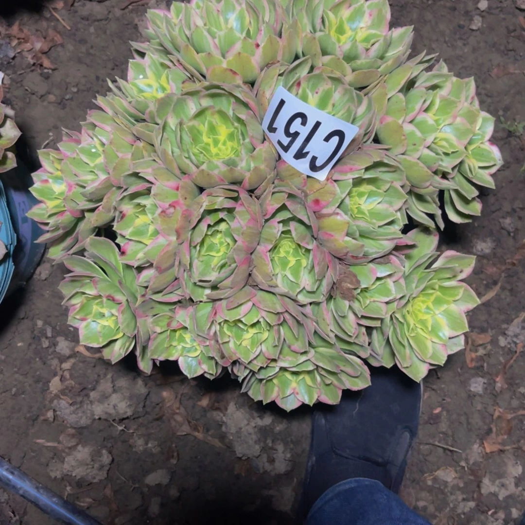 水蜜桃法师26///////40包邮