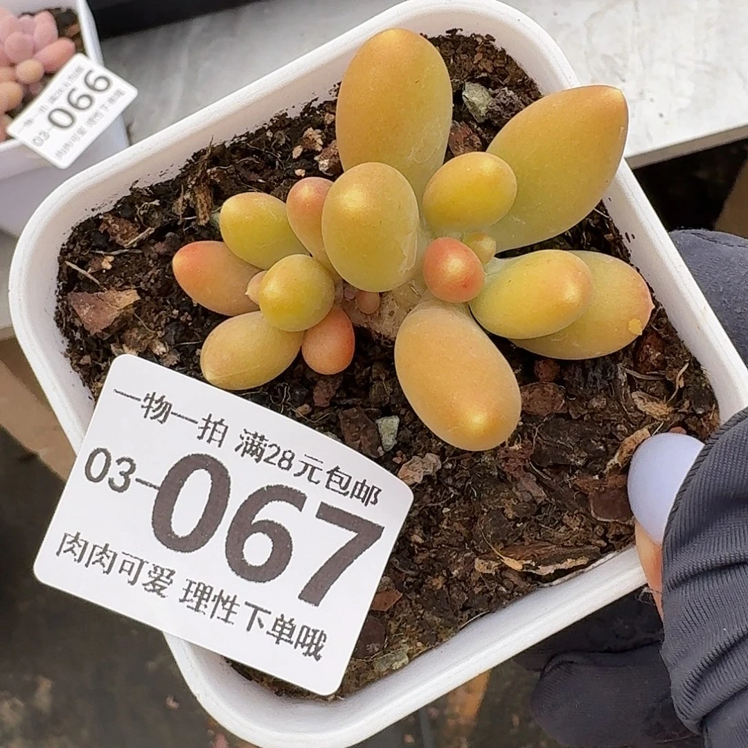 金蝉无盆土发货无