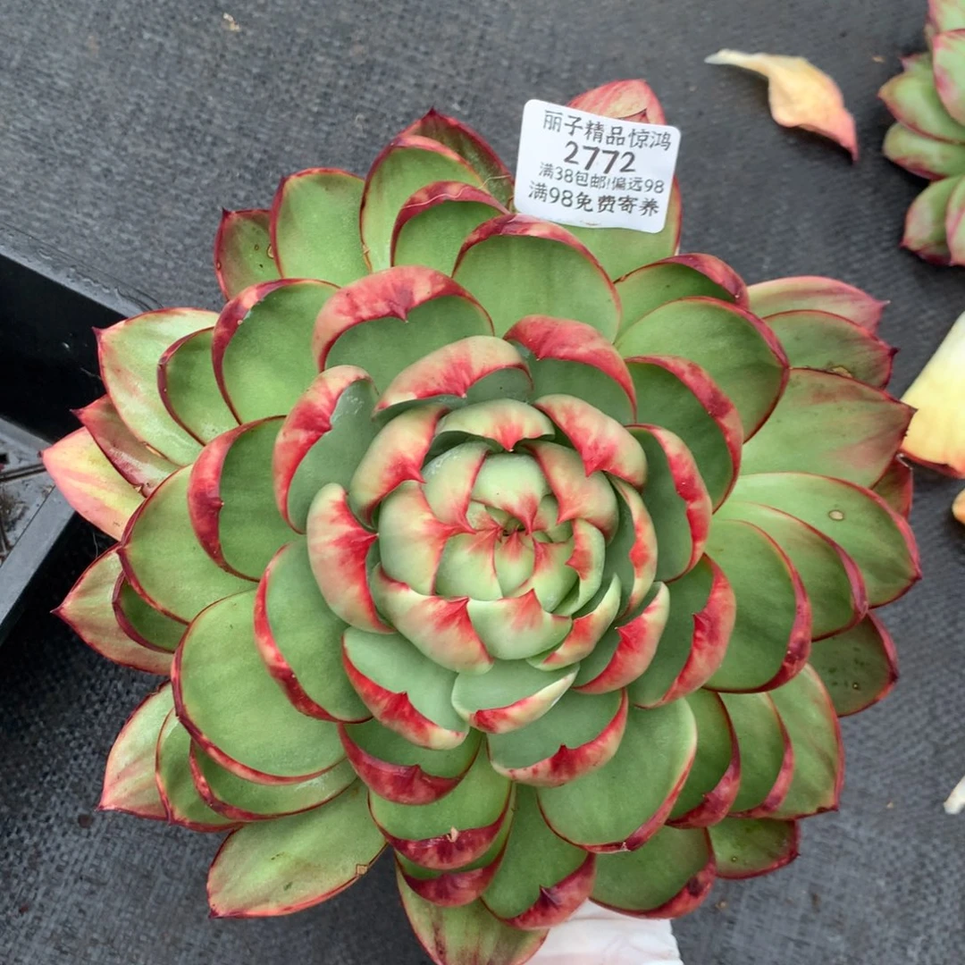 2772号多肉植物惊鸿22厘米