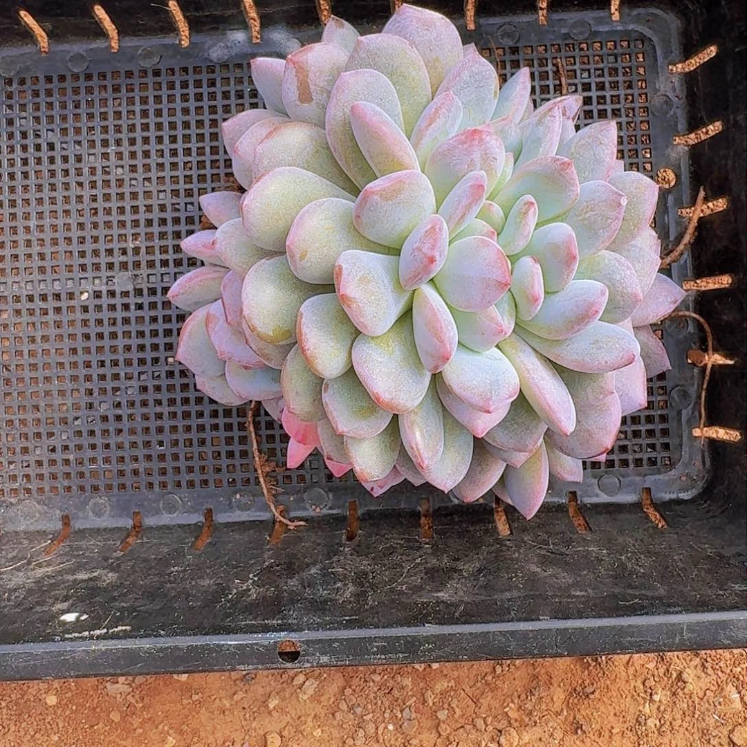 烟***川多肉植物石榴籽群8426寄养