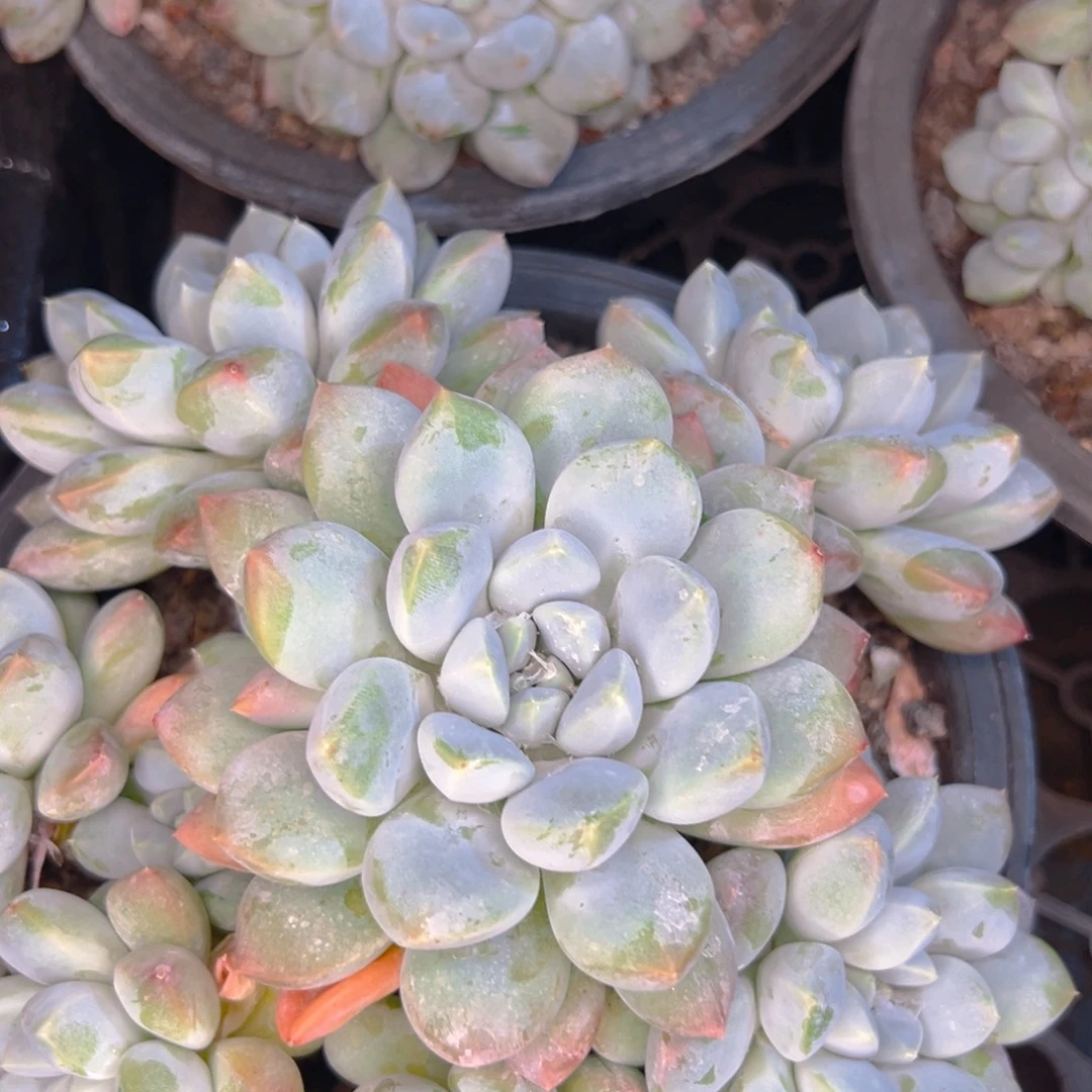 麗***11111111111111111111111111