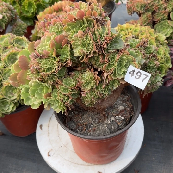 云***多肉植物玫瑰缀497