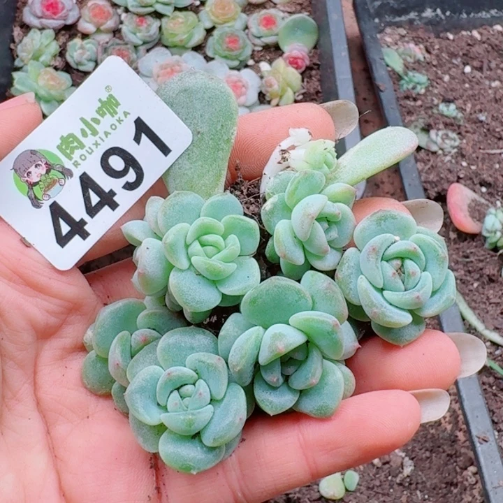 多肉植物多肉植物多肉植物