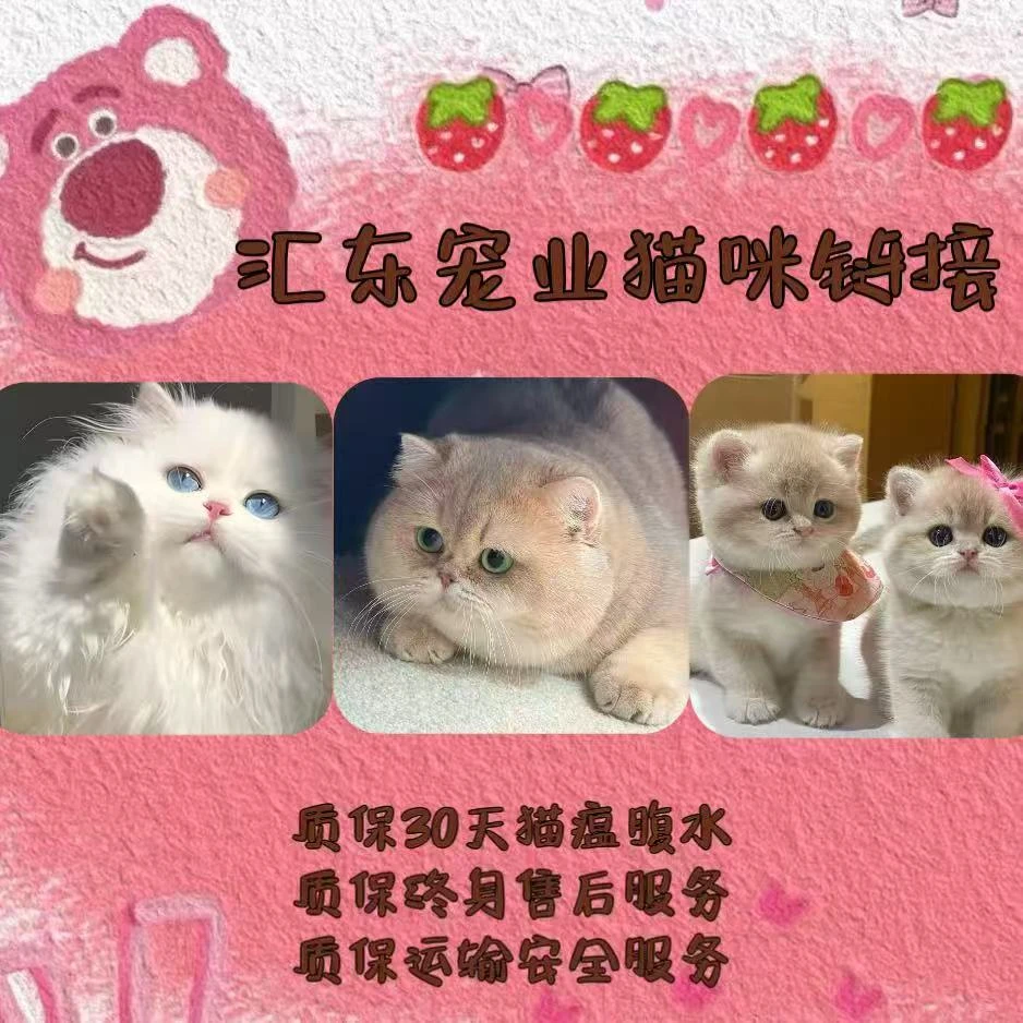 汇东宠业-琪琪 中高端精品英短系列猫咪