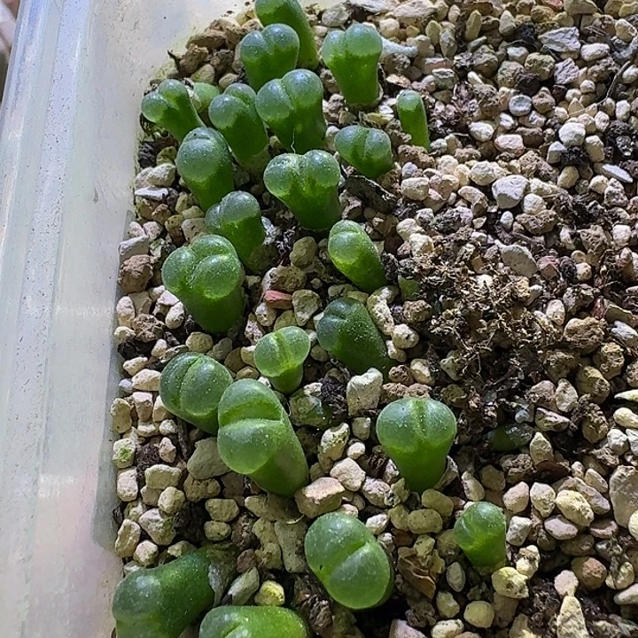 17号1802.84风铃一年苗20个