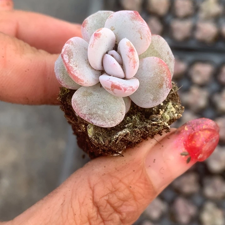 雪莲10颗。（满9.99包邮不满9.99发叶子）