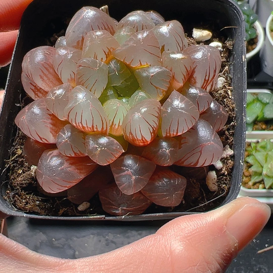 玲珑玉露多肉植物一颗