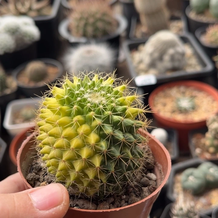 仙人球一物一拍实生