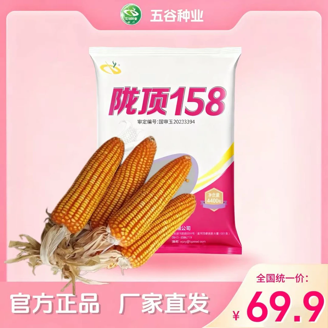 陇顶158【金黄籽粒】国审玉米种子高产高防穗腐高产大棒