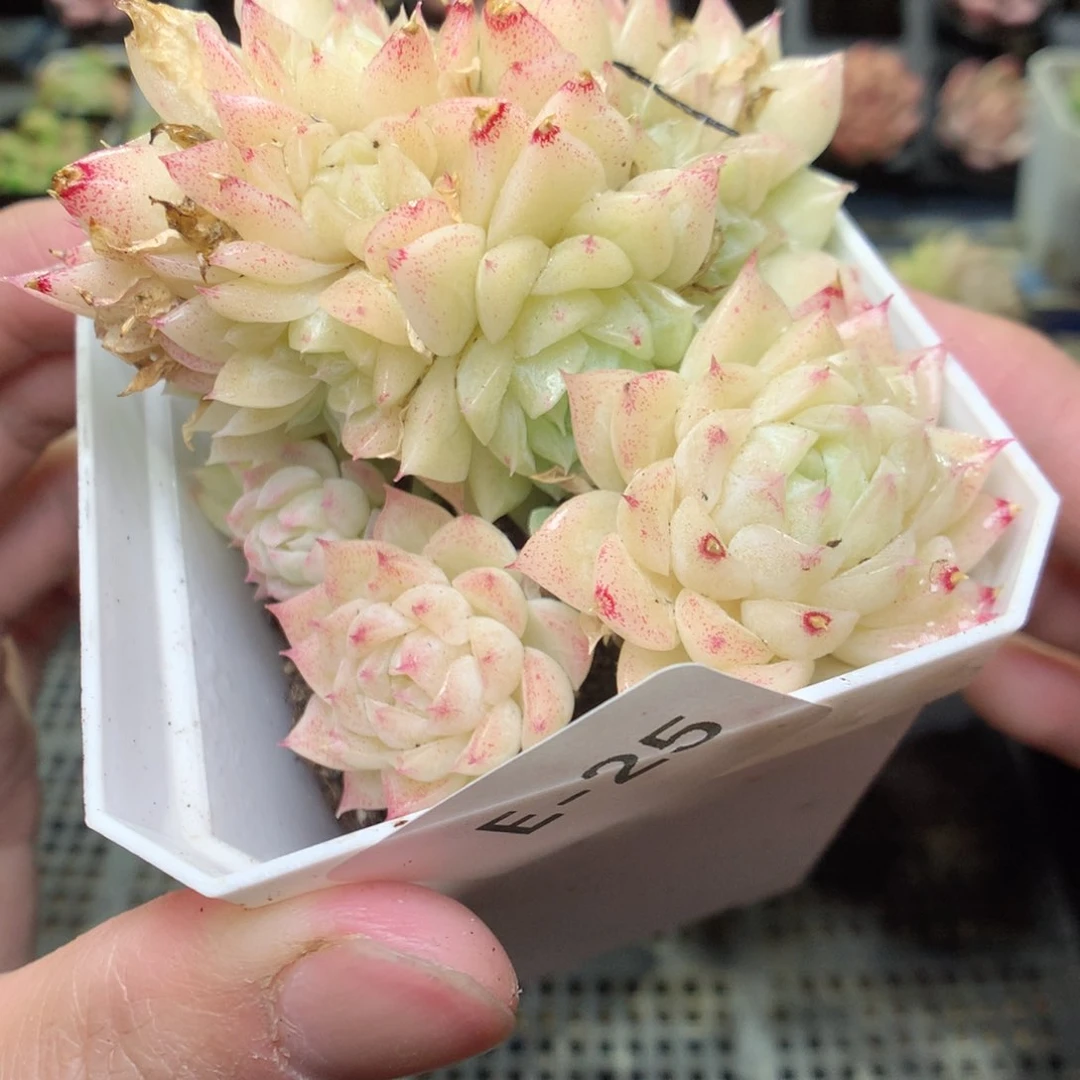 E25t y y y y y g y y y