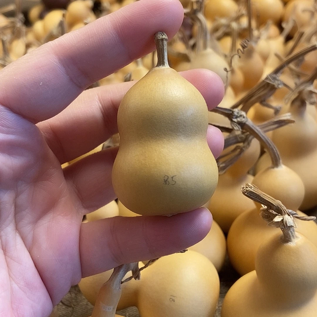 文玩葫芦 完美主义者 慎拍85