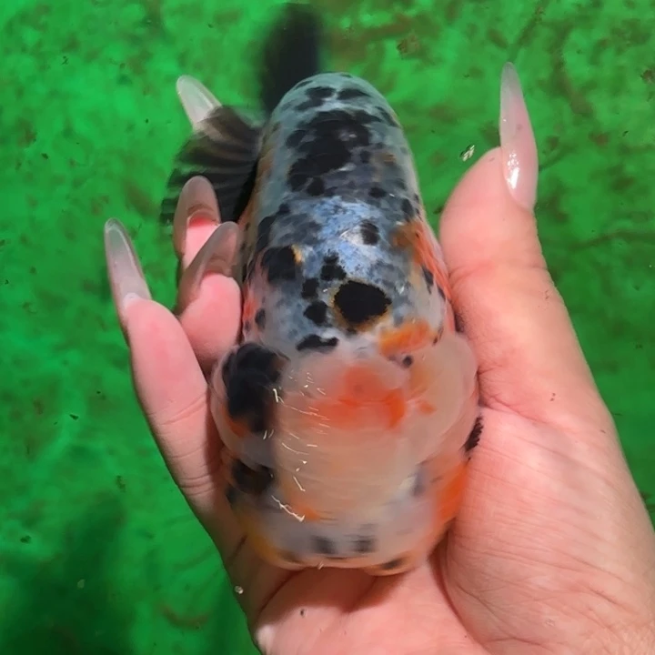 海水鱼金鱼兰寿活体淡水观赏鱼