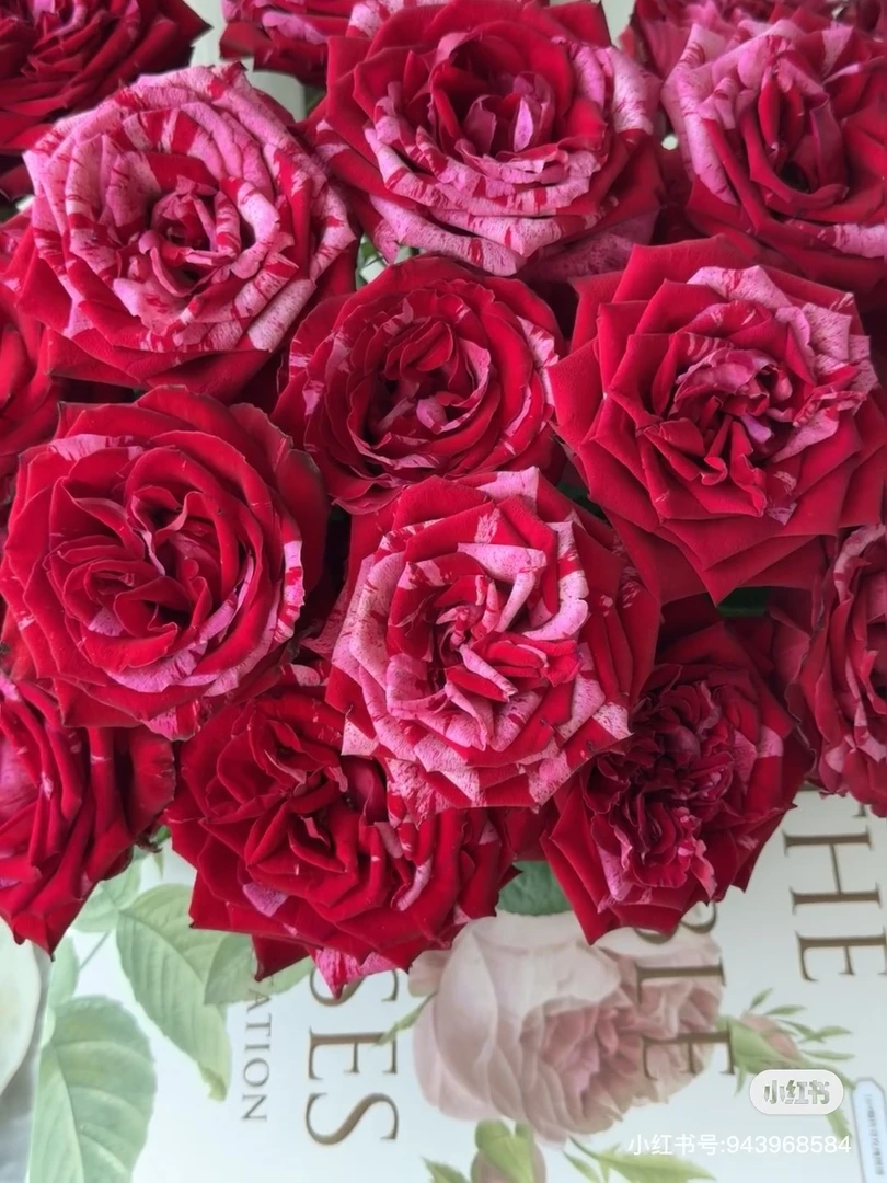 【幸运女神玫瑰链接】鲜切花美观养护