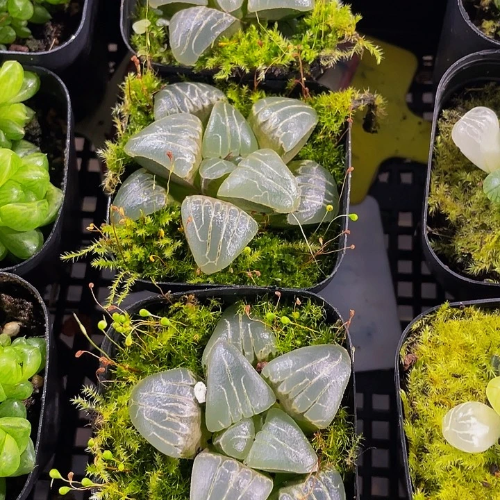 甜心玉露带盆土发