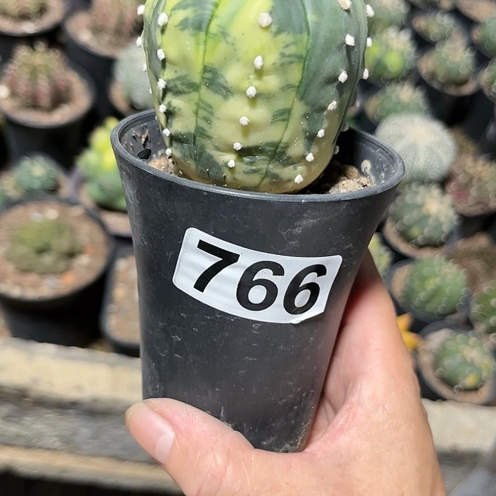 全部花朵车*1111111111111