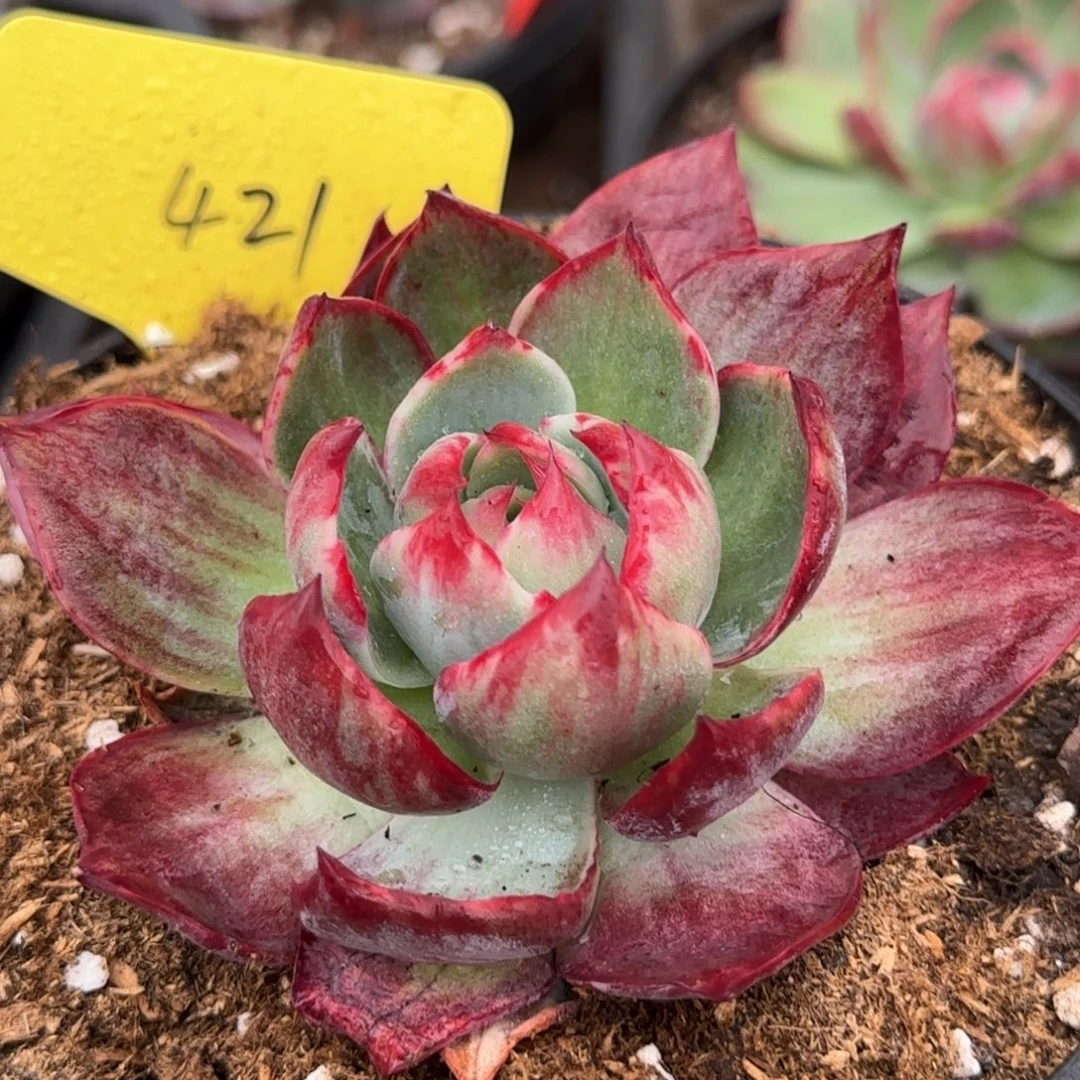 惊鸿一物一拍包装收缩花旱421