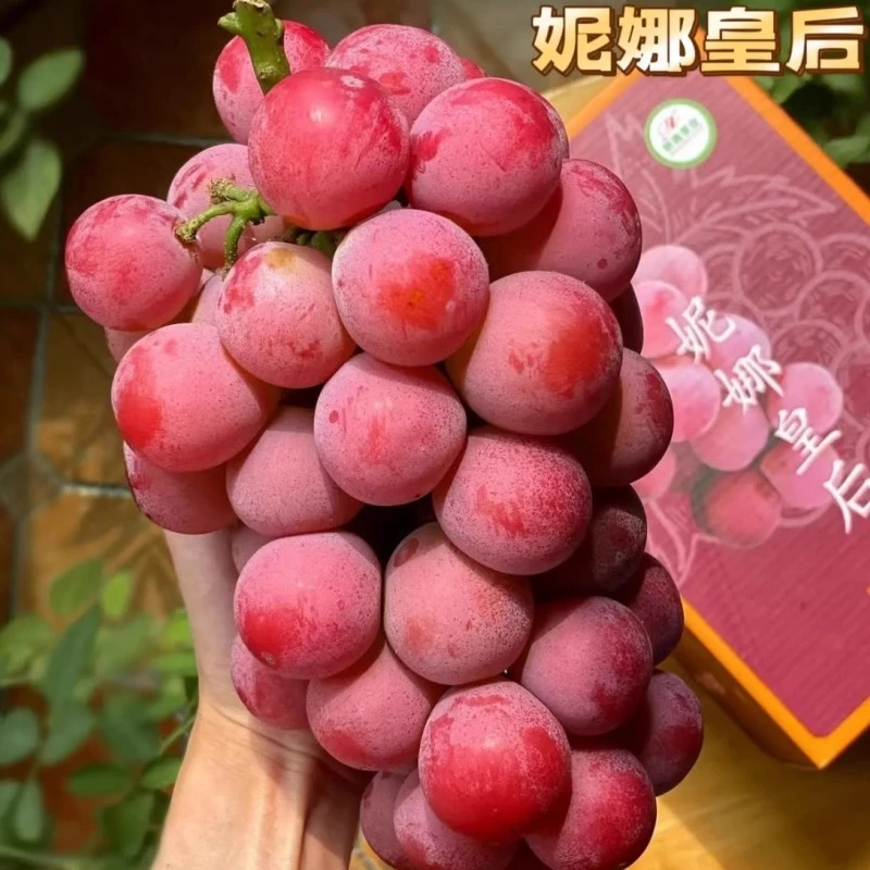 顺丰妮娜皇后葡萄葡萄尼娜女皇新鲜孕妇水果提子水果当季