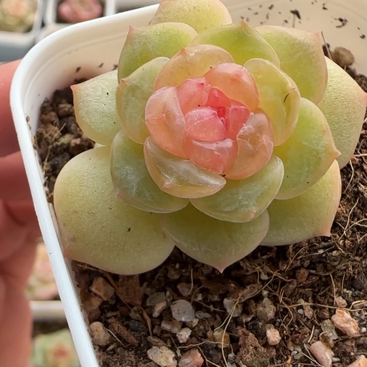 38 绝绝子多肉一棵