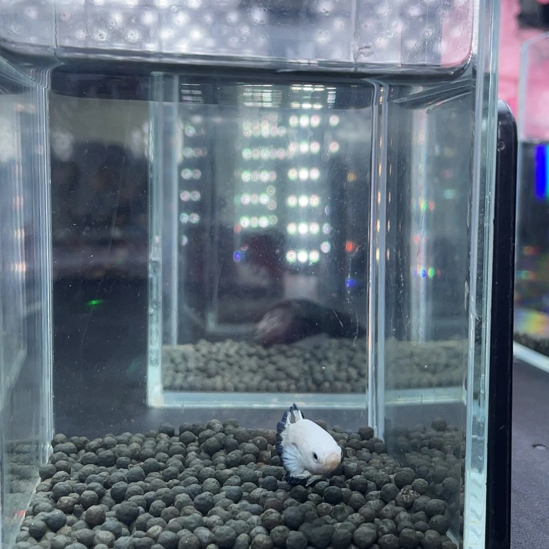 斗鱼73号13晚青花