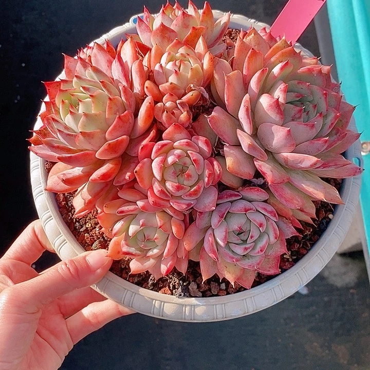 1132多肉植物老桩