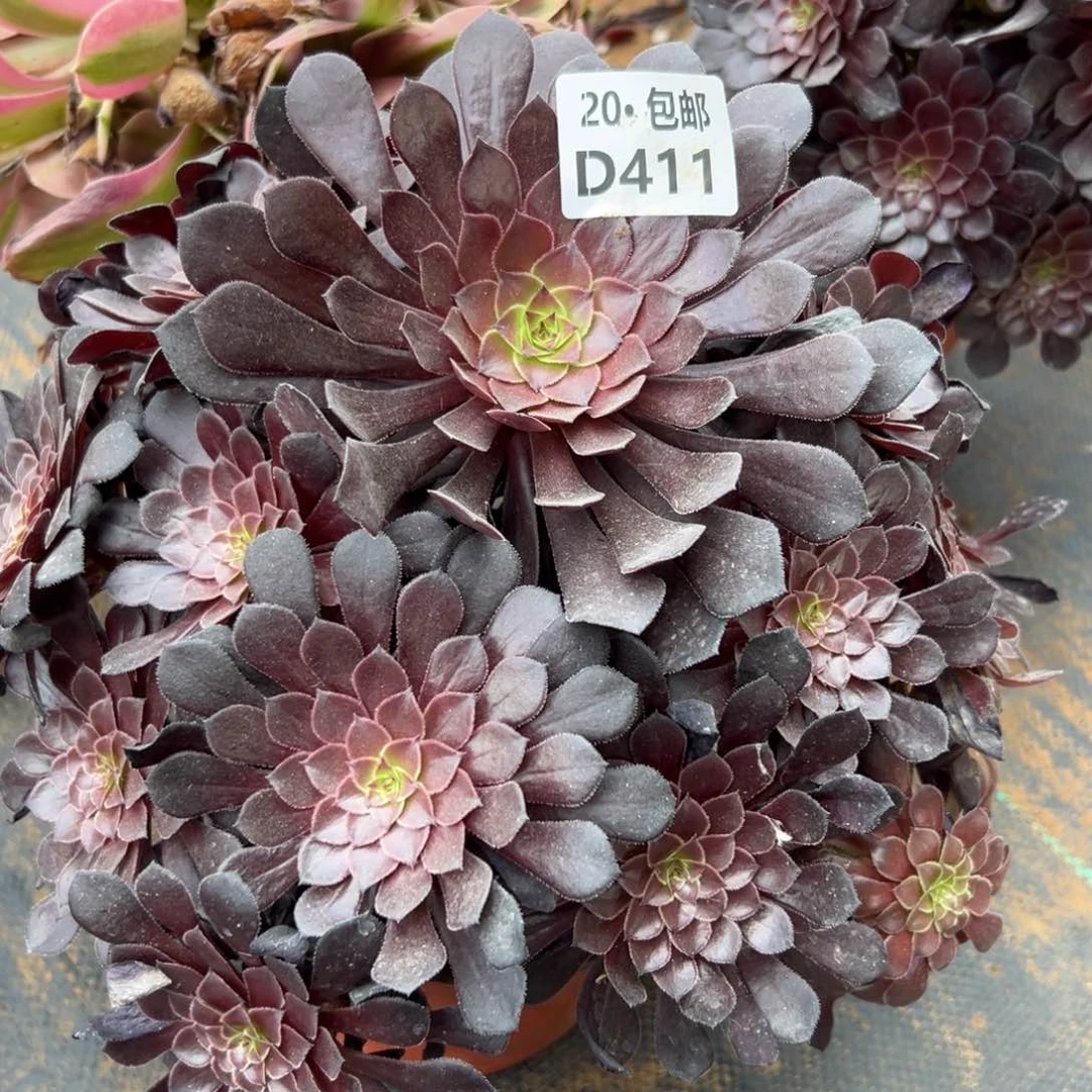 411黑铜，满20包邮