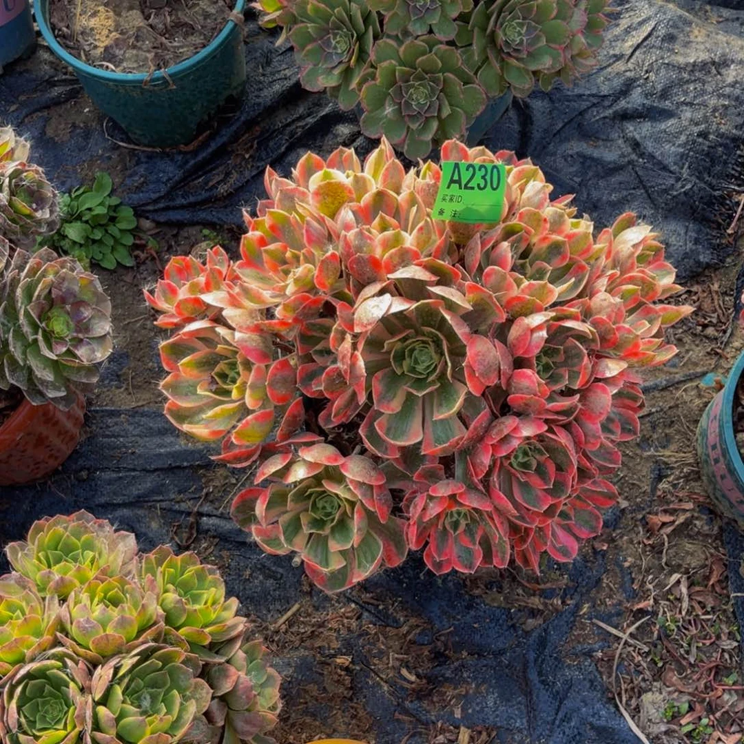 女妖法师朵朵1-5@