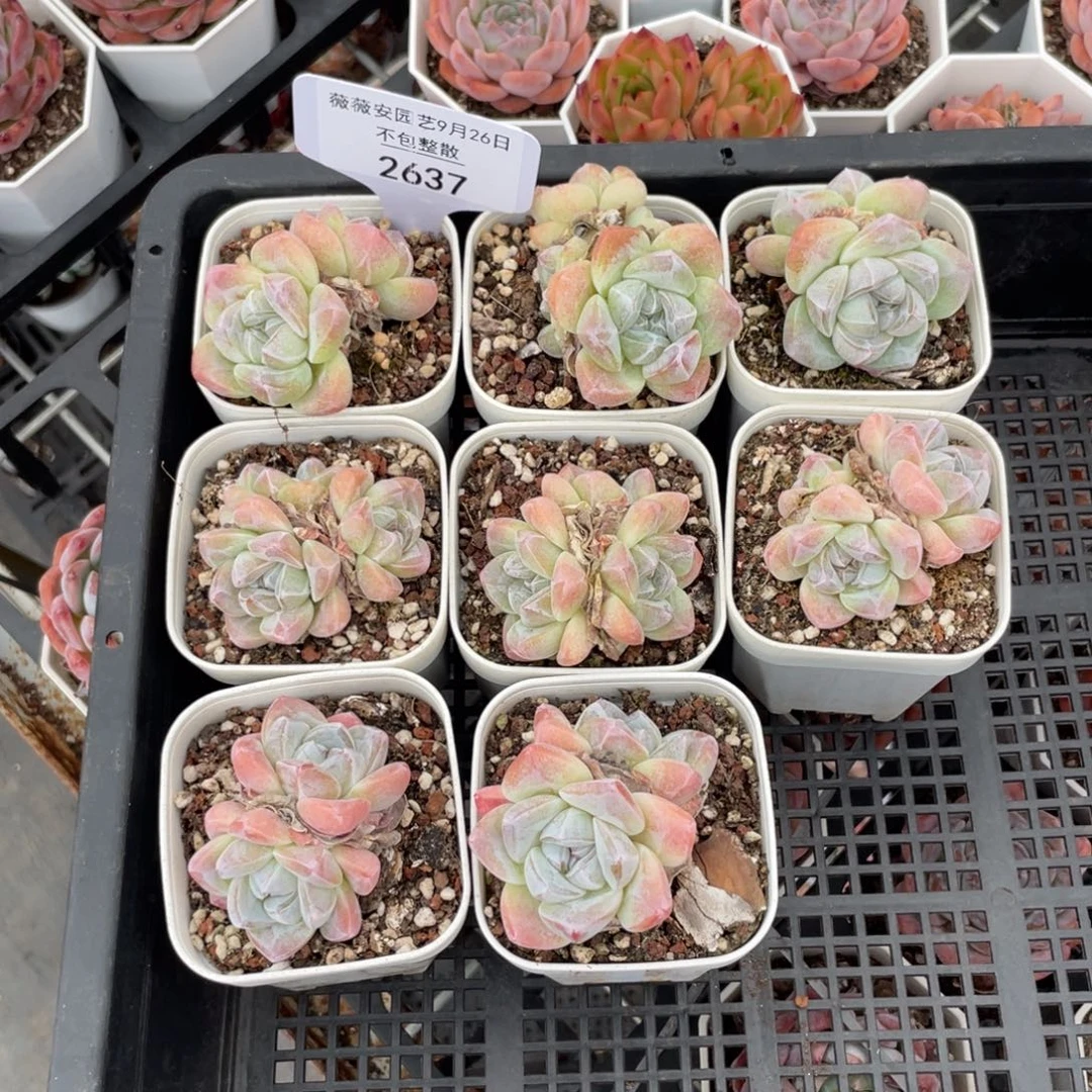 不包整散 盆子不售后2637