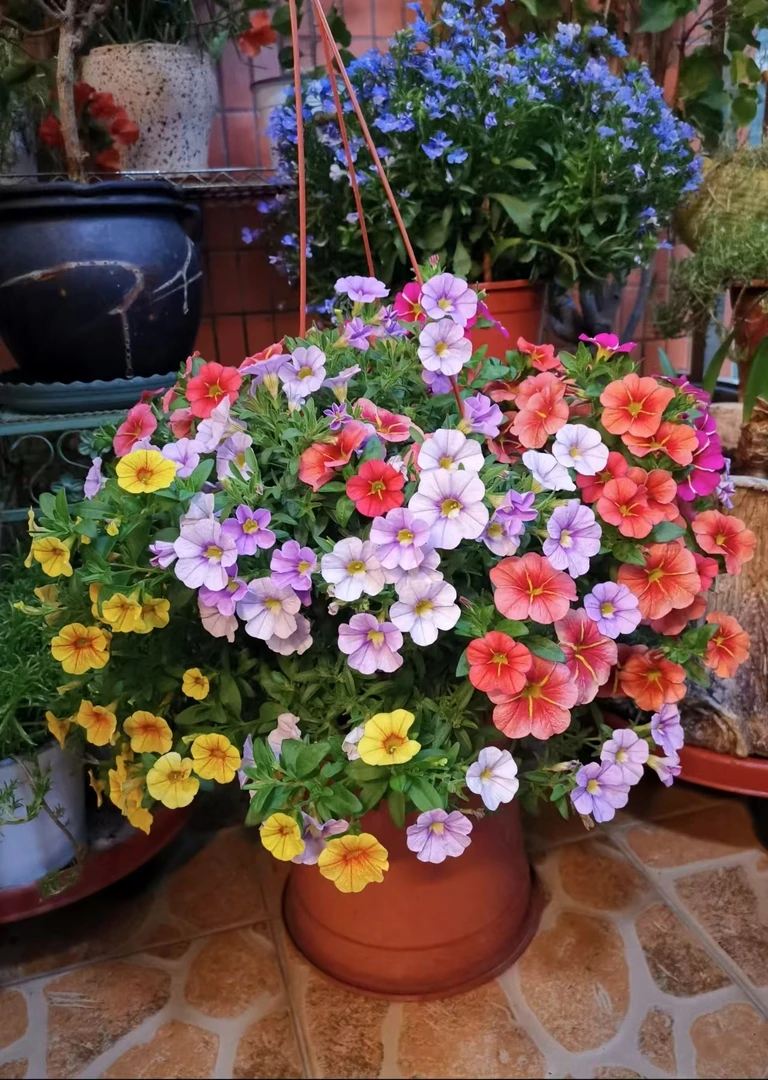 【百万小玲】 舞春花超大盆栽吊篮花卉四季开花爆花 轻微叶损不售后
