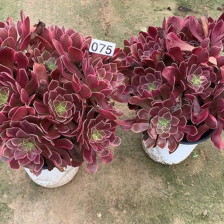 无花朵075两颗金丝缺绣球多肉植物